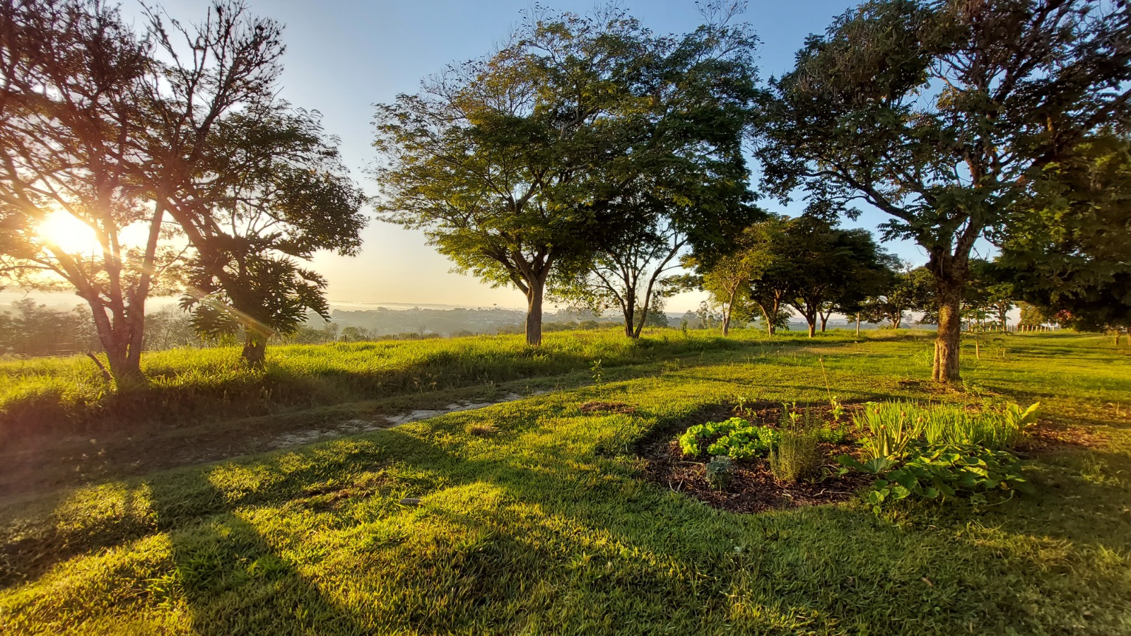 Amanhecer no haras com sol entre as árvores